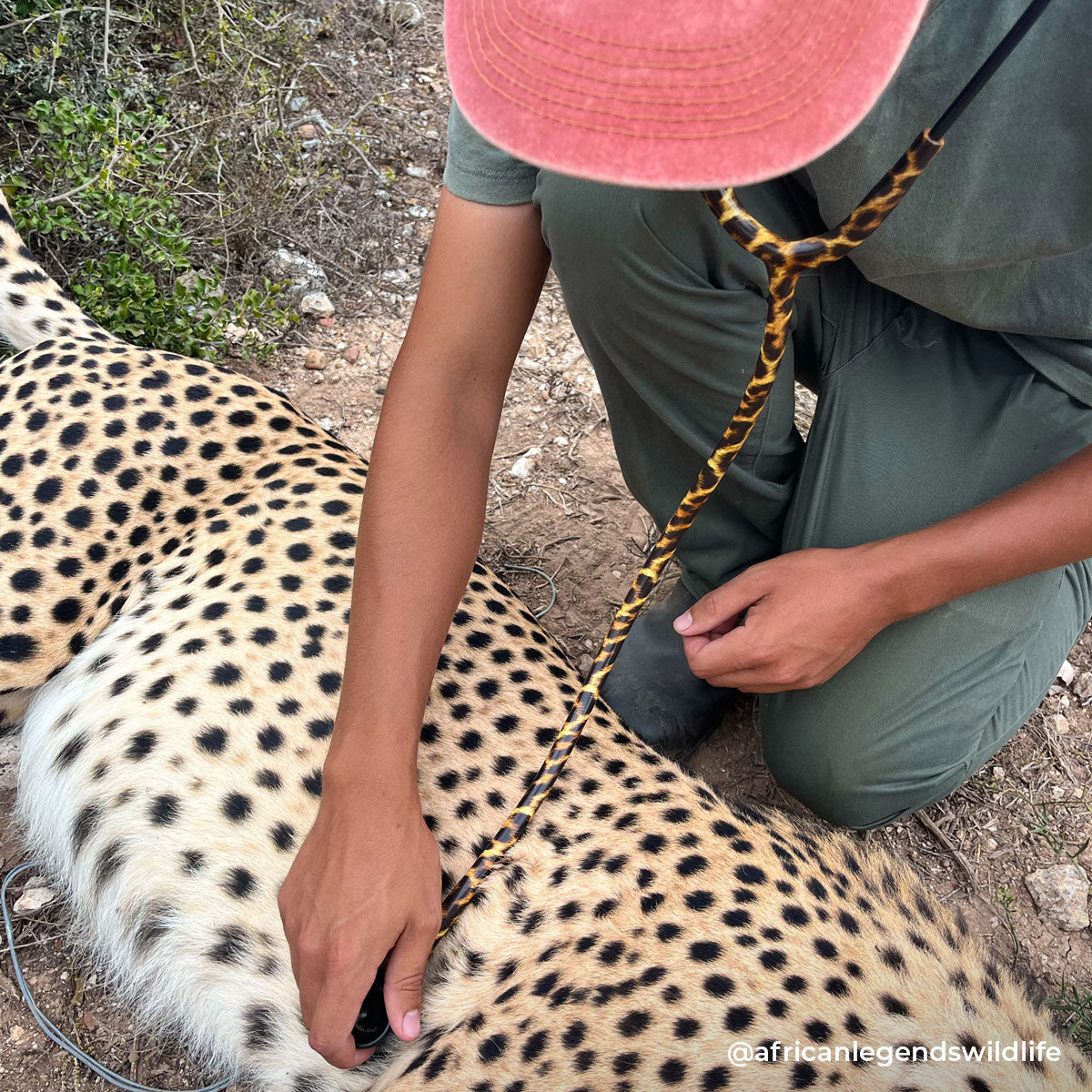 Stethoscope MDF Instruments ProCardial Titanium Cardiology Mprint Leopard Print Cheetah Blackout