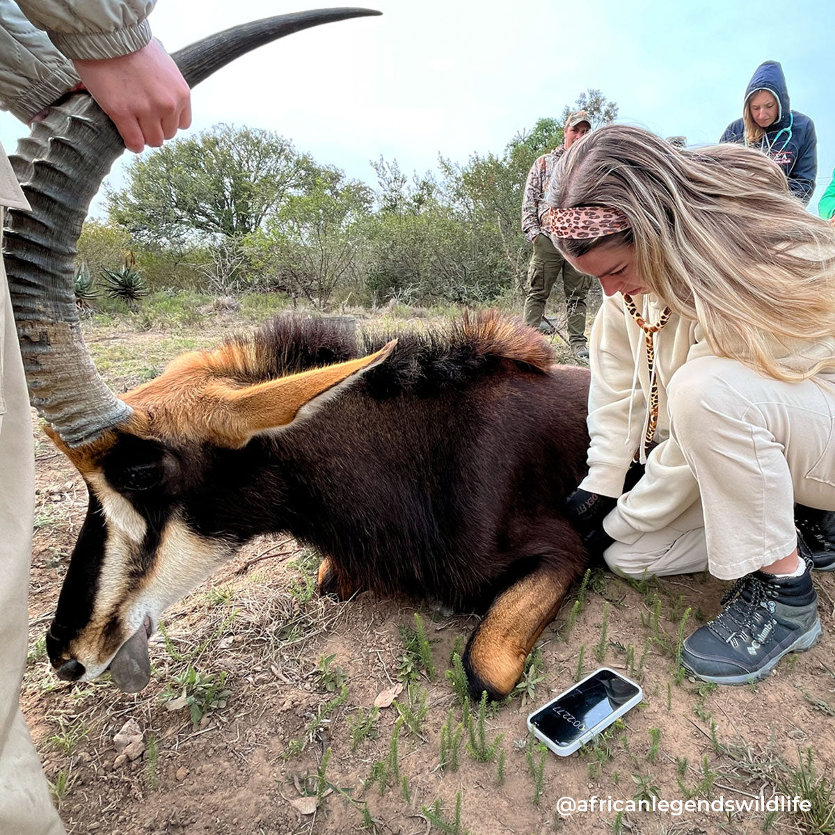 stethoscope-mdf-instruments-procardial-titanium-mprint-giraffe-print-giraffica-rose-gold-3.jpg__PID:1bdb548d-74ea-482f-a9fa-a6cab89474b5