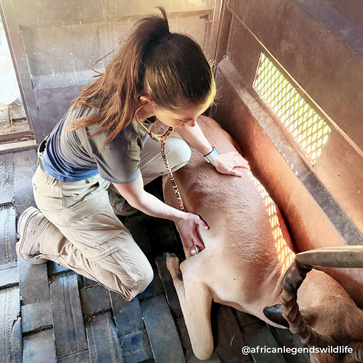 Stethoscope MDF Instruments ProCardial Titanium Mprint Giraffe Print Giraffica and Rose Gold