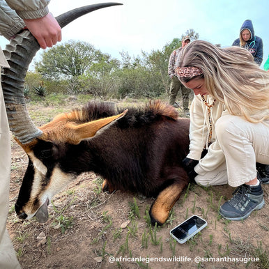 Stethoscope MDF Instruments ProCardial Titanium Mprint Giraffe Print Giraffica and Rose Gold