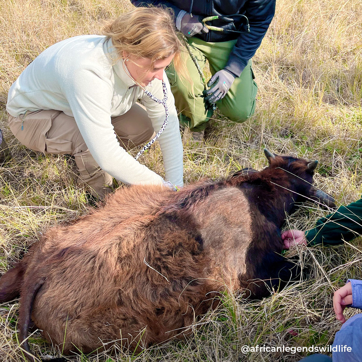 Stethoscope MDF Instruments ProCardial Titanium Cardiology Snow Leopard and Rose Gold