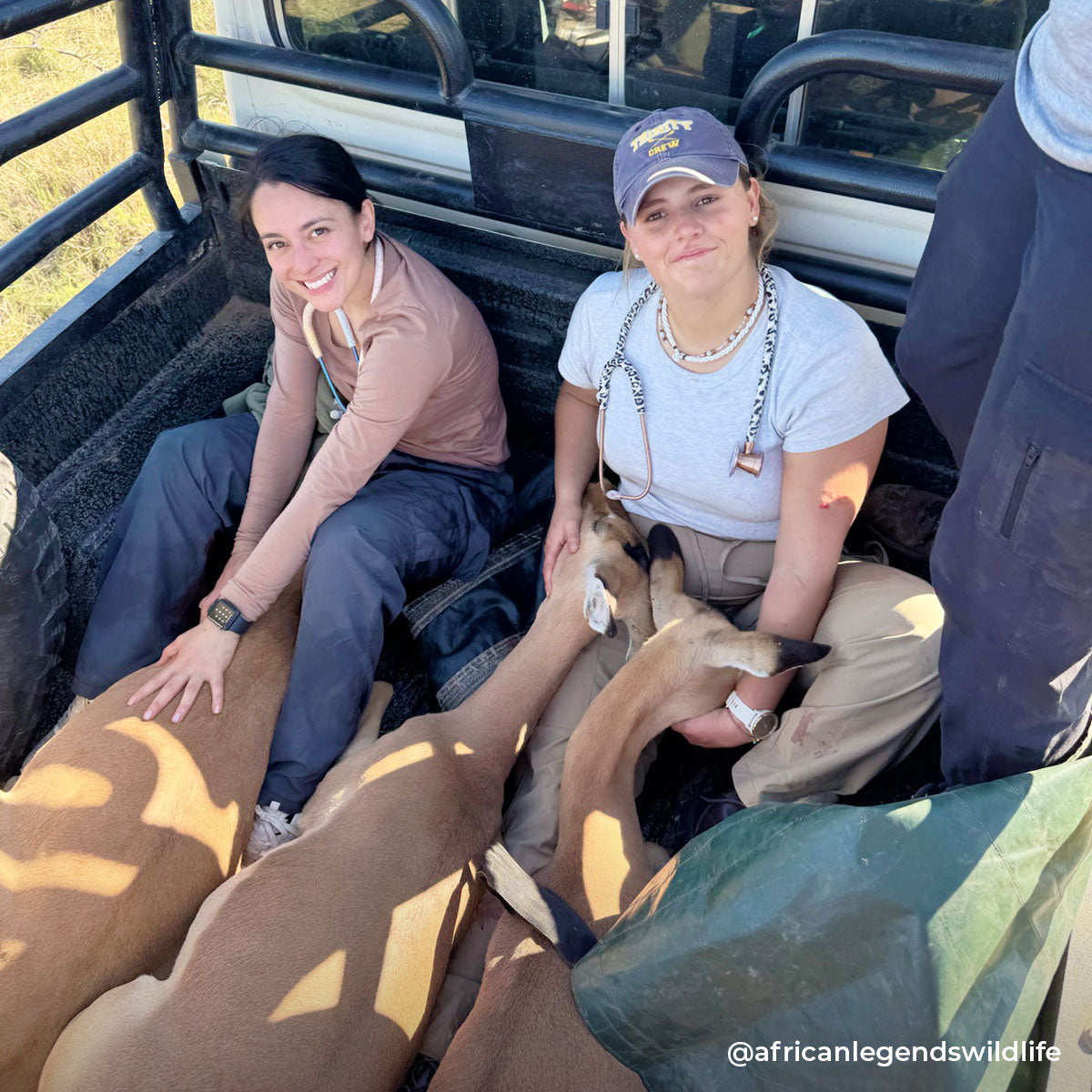 Stethoscope MDF Instruments ProCardial Titanium Cardiology Snow Leopard and Rose Gold